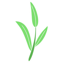 Obraz premium plant green leaf