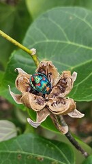 Naklejka premium Male Hibiscus Flower Beetle
