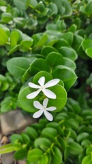 Obraz premium four leaf clover
