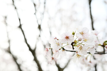 春に咲くソメイヨシノのかわいい花
