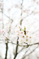 白くて美しいソメイヨシノの春景色