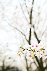 美しい桜の背景
