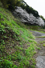 小道に並ぶ桜の木の風景