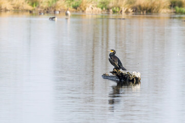 Cormorant, Phalacrocorax carbo, with spread wings resting on a tree stump in the shallow water of...
