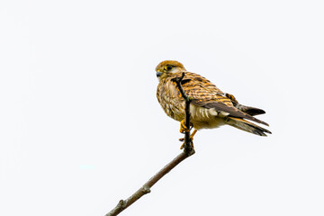 Close up with eye contact of a Kestrel, Falco tinnunculus, observing from a bare branch against neutral even light background