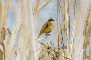 Close up of a Reed Warbler, Acrocephalus Schoenobaenus, resting on reed stem in early spring in...