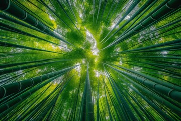 Fototapeta na wymiar Tranquil bamboo forest, sunlight filtering through tall, slender stalks.