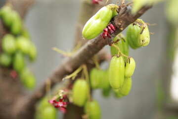 Averrhoa bilimbi L or Belimbing wuluh is often called vegetable starfruit or tamarind starfruit...