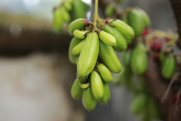 Averrhoa bilimbi L or Belimbing wuluh is often called vegetable starfruit or tamarind starfruit because it has a fairly sour taste and is usually used as a cooking spice or herbal concoction fresh.