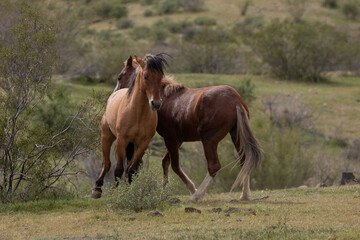 Wild horse stallions fighting in the springtime desert in the Salt River wild horse management area...