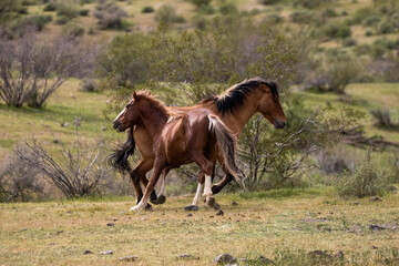 Wild horse stallions fighting in the springtime desert in the Salt River wild horse management area near Mesa Arizona United States