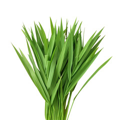 Beautiful green foliage on a transparent background, showcasing terrestrial plant beauty