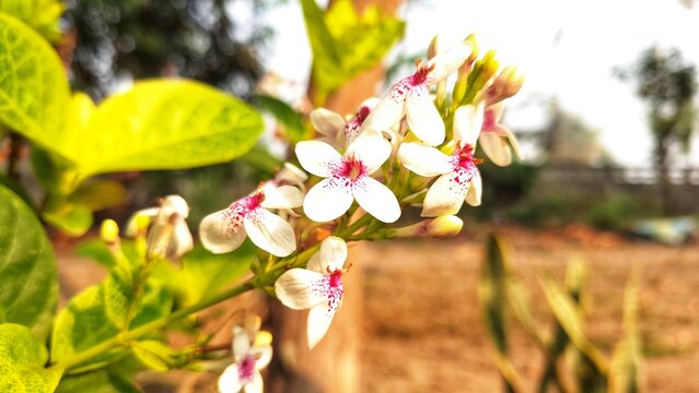 Photograph of white flowers growing along the roadside - Powered by Adobe