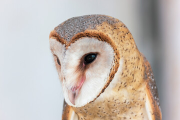 Close up face of common barn owl ( Tyto albahead )