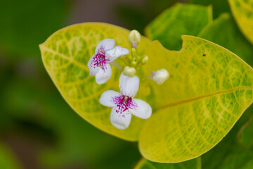 Close up of Pseuderanthemum carruthersii, False eranthemum, Carruthers' falseface, Jacob's-coat, Purple false eranthemum flower

