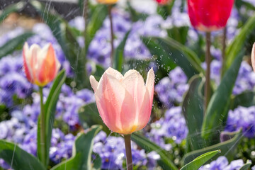 チューリップの咲く花壇