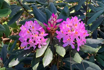 Foto op Canvas Rhododendron bush pink flowers blossom © OLENA