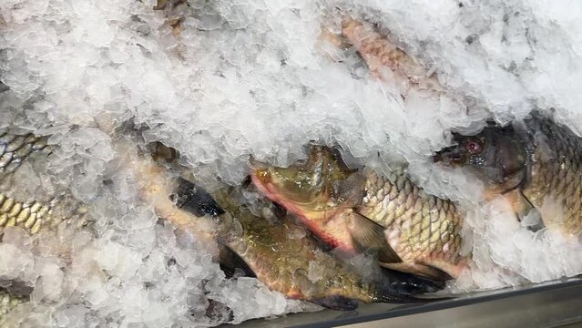 Raw fresh frozen fish in the form of carp on shallow ice at the seafood market. An open shelf at the fish market. Close-up