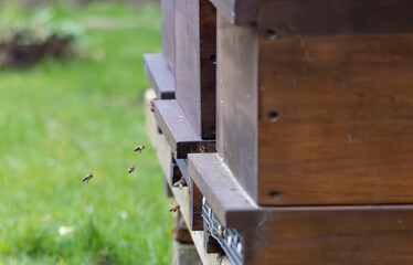 Fototapeta na wymiar Swarms of bees at the hive entrance in a heavily populated honey bee, flying around