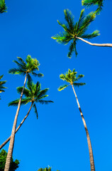 Tropical coconut palm trees against clear blue sky in Honolulu - Hawaii, United States