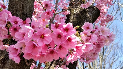 濃いピンクの桜