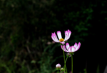 Fototapeta premium Close-up of fresh pink flowers