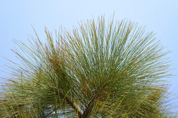 Chir Pine long needles on blue sky background. Longleaf Indian pine or Pinus roxburghii coniferous...
