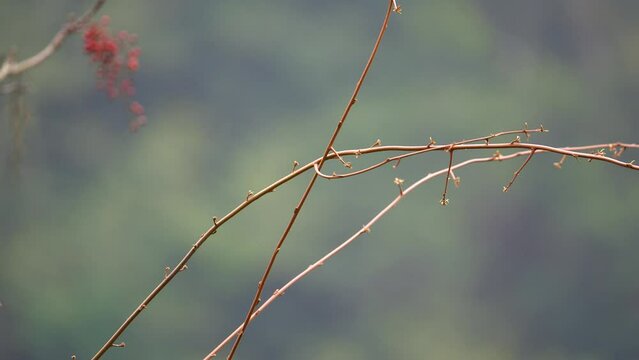 White-eared Sibia taking flight in slow motion from a branch