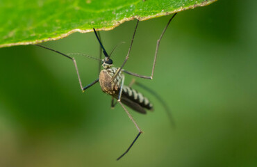 Macro of a mosquito on a leaf