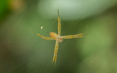 macro of spider on the web