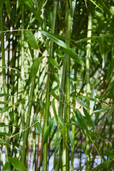 Phyllostachys aurea, fairyland bamboo