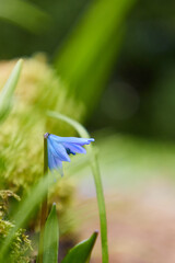 closeup macro of a squill bluebell flower - obrazy, fototapety, plakaty