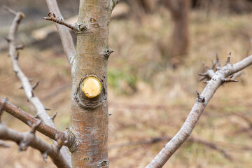 New cut on the fruit tree branch or trunk in the garden with using pruning secateurs, shears....