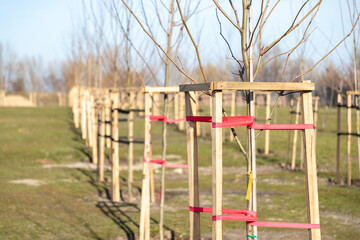 Alley of young sycamore trees newly planted in a city park. Young platanus trees planted in a row...