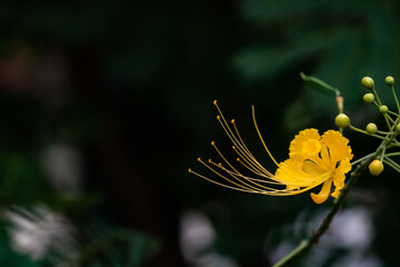 close up of a flower © NikhiL ReddY KarrA