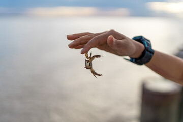 A small crab caught in the hand by the seaside
