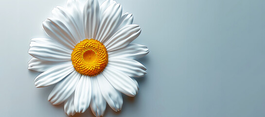 A close up of a white flower with yellow center. The flower is the main focus of the image and it is surrounded by a blue background. Concept of calmness and serenity. - obrazy, fototapety, plakaty
