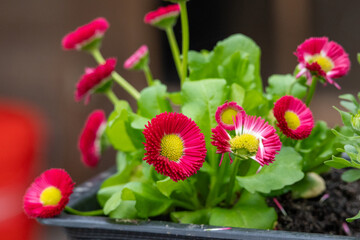 Bellis perennis is a genus of flowering plants in the daisy family. © Karina