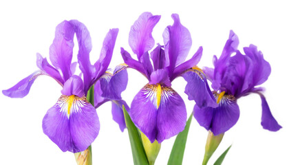 花菖蒲　菖蒲　知恵・雄弁　梅雨の花