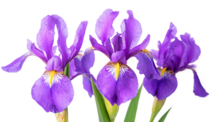 花菖蒲　菖蒲　知恵・雄弁　梅雨の花