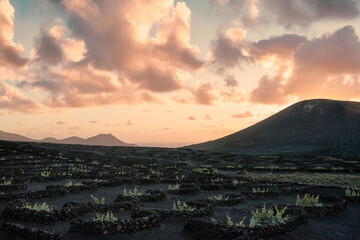 Sunset from La Geria, Lanzarote, Canary Islands. Fields of vines, cultivated under a black mantle of volcanic rock fragments safeguarded from the wind behind semicircular stone walls