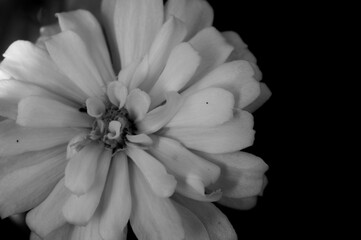 Zinnia elegans flowers in white, photo of flowers with spring colors, the most famous annual...