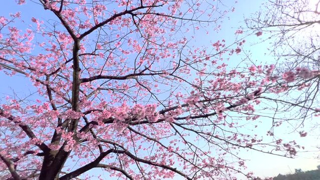 朝の桜咲き始め
