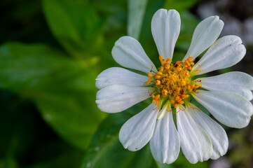 Zinnia elegans flowers in white, photo of flowers with spring colors, the most famous annual...