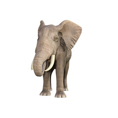 African elephant depicted in various poses and angles, pose #03. 3D model, PNG.