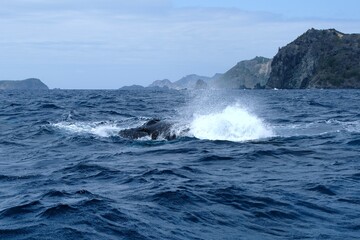 Fototapeta premium 【小笠原】ザトウクジラ