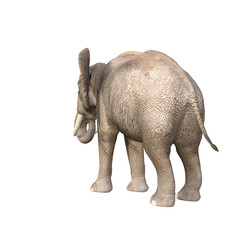 African elephant depicted in various poses and angles, pose #03. 3D model, PNG.