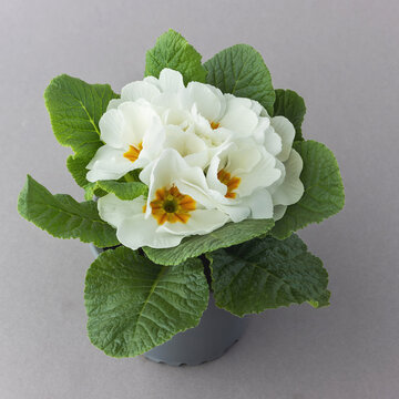 Top view of a white primrose plant with white flowers in a pot
