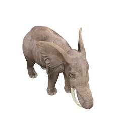 African elephant depicted in various poses and angles, pose #03. 3D model, PNG.