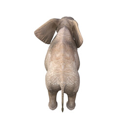 African elephant depicted in various poses and angles, pose #03. 3D model, PNG.